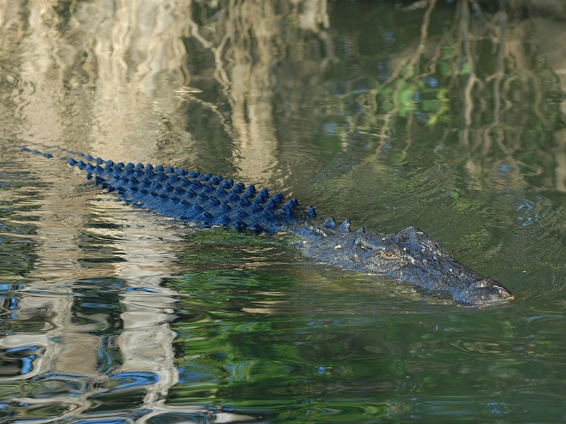 Crocodile Kakadu Australie en Van