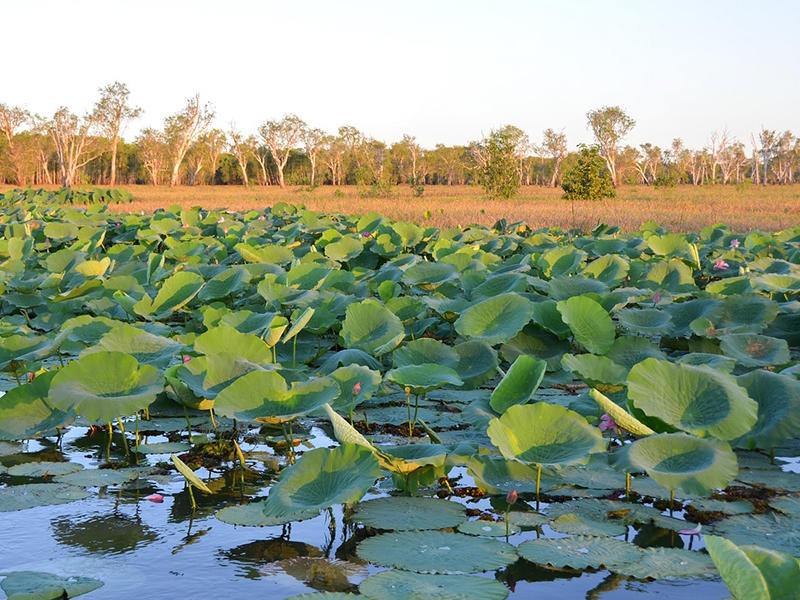 Lac-Lotus-Kakadu-National-Park-Australie