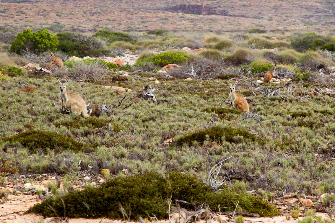 kangourous road trip en 4x 4 ouest australie