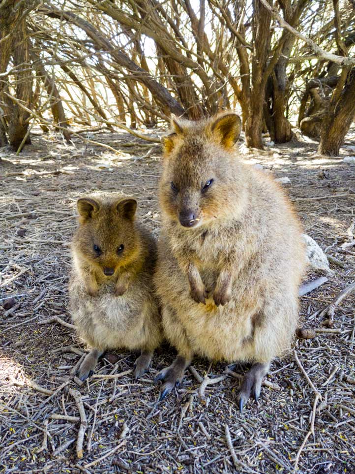 quokkas australie