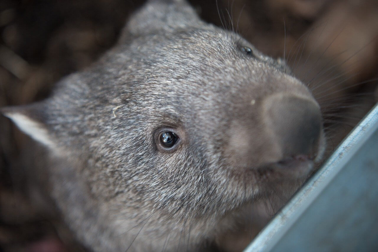 wombat tasmanie