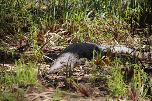 Crocodile Kakadu National Park - Australie en Van