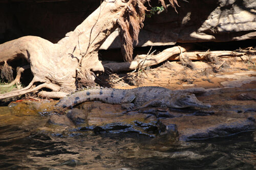 Crocodile Katherine - Australie en Van