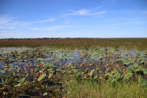 Paysage Kakadu National Park - Australie en Van